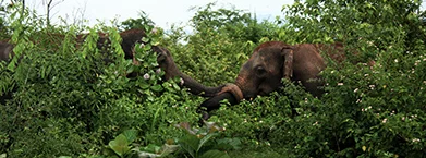 Elephants of Sri Lankan Forest
